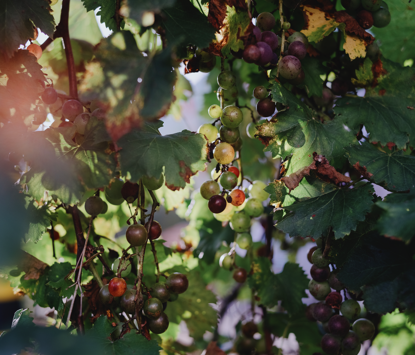 截屏2025-10-24 下午4.39.25