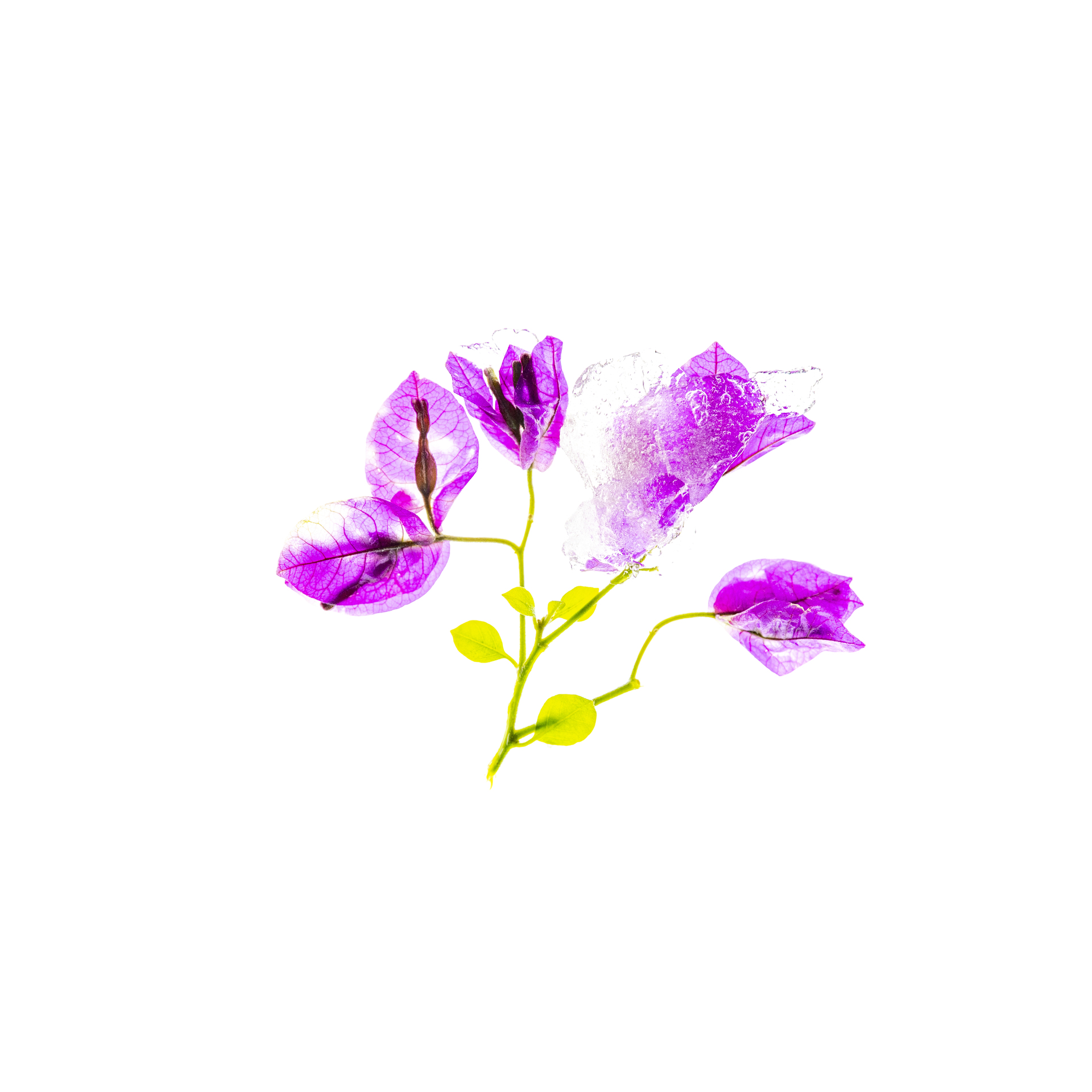 《冰花韵》刘纪湄摄02