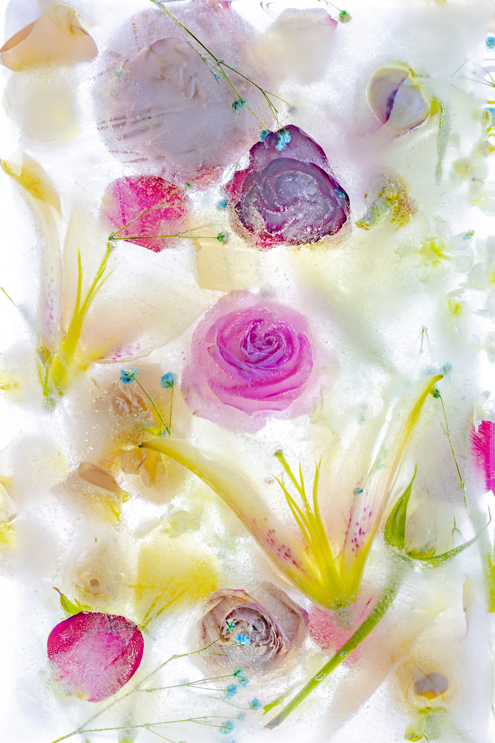 《冰花韵》刘纪湄摄01