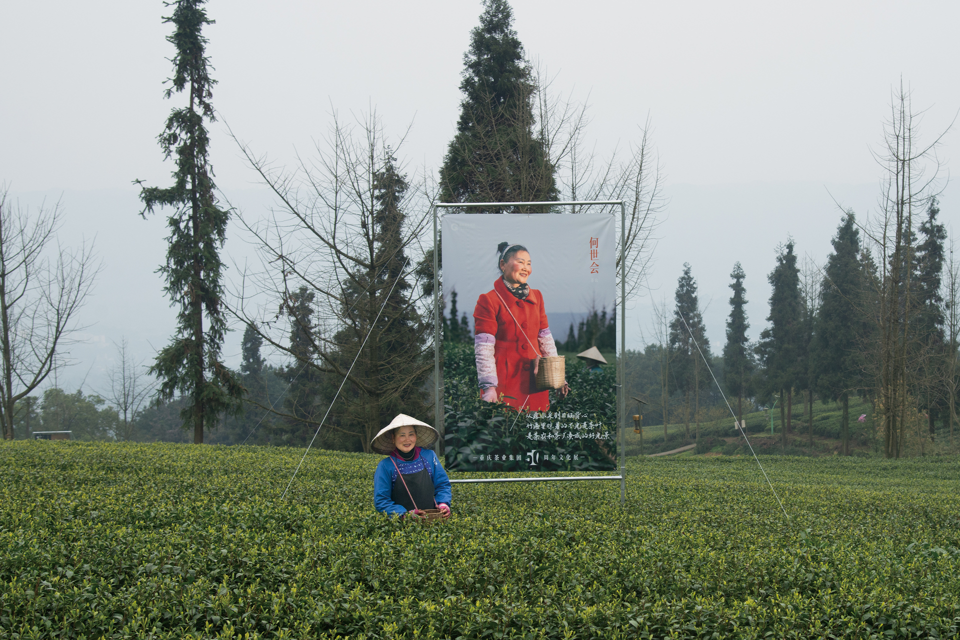 03《茶山的主人》周红强摄