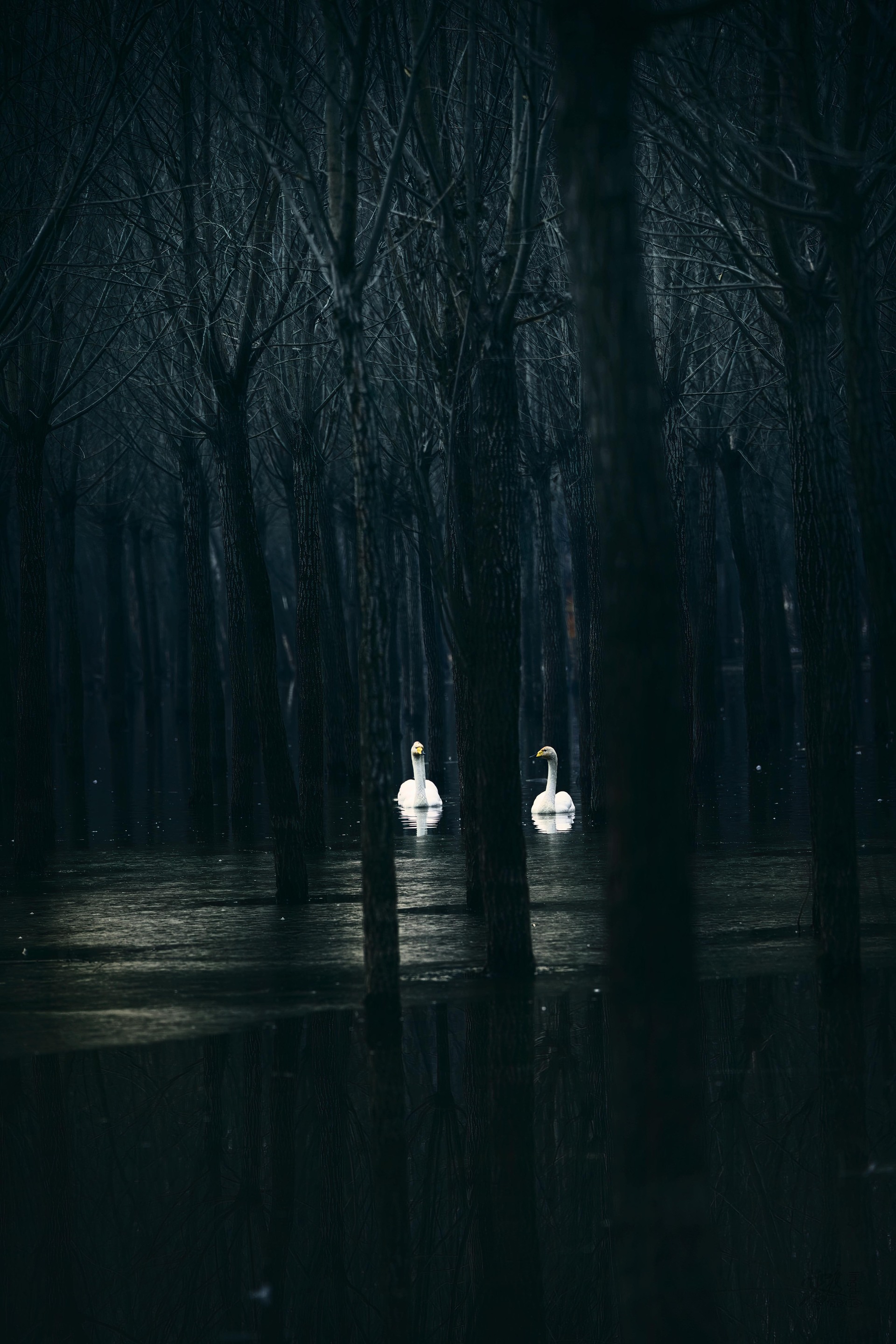 《静谧》梁燕军摄